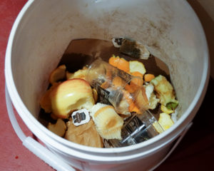 A typical compost bucket with a high percentage of correct items included. 