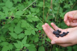 Hannah Kasun picking black raspberries at the Farley Center.
