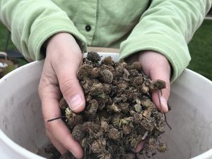 Raw material for a seed bomb. Photo by Nathan Jandl. 