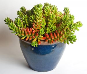 A succulent known as the Jelly Bean Plant. Photo by by JJ Harrison, CC BY-SA 2.5.