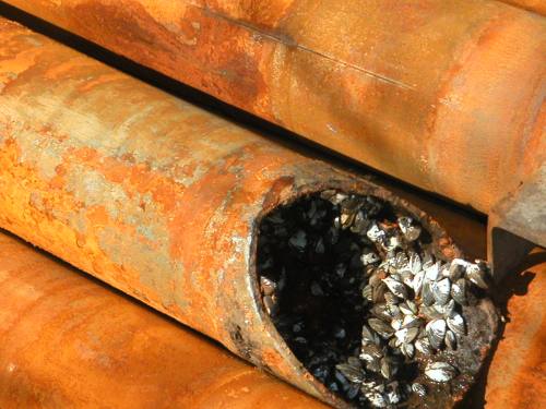 Zebra mussels clogging the inside of a pipe. Photo by Flickr user Patricia Steeves, CC BY-NC 2.0.