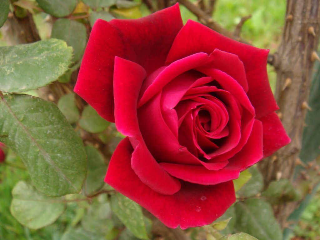 "The rose has thorns only for those who would gather it." Photo by Flickr user Parvin, CC BY-SA 2.0.