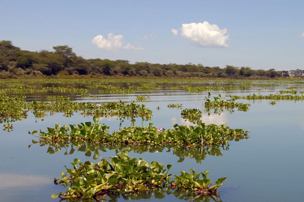 Lake Naivasha, Kenya. Photo courtesy of Flickr user GRID-Arendal, CC BY-NC-SA 2.0.