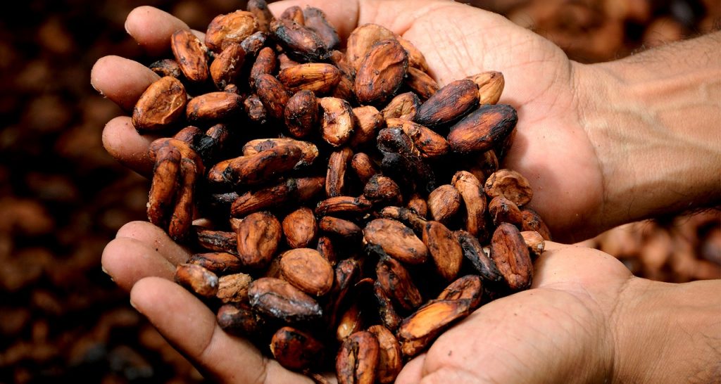 Cacao beans. Image courtesy of Pixabay.
