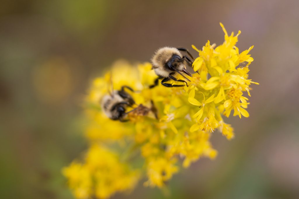 Bumble bees on goldenrod