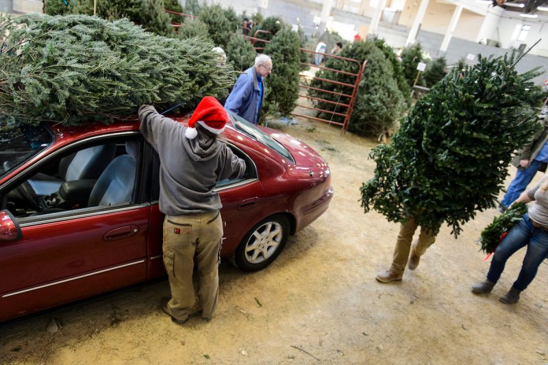 Undergraduate students help sell conifer trees and load them atop customers' cars during the UW-Madison Forestry Club's annual Christmas tree sale at the Stock Pavilion at the University of Wisconsin-Madison on Dec. 4, 2015. (Photo by Jeff Miller/UW-Madison)