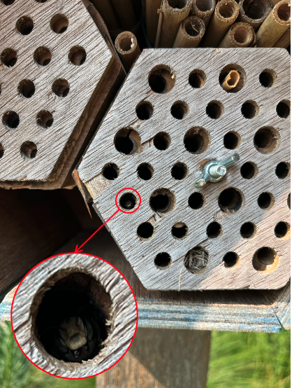 A wooden structure with holes for nesting bees. One hole is highlighted and enlarged to show a species of bee nesting inside.