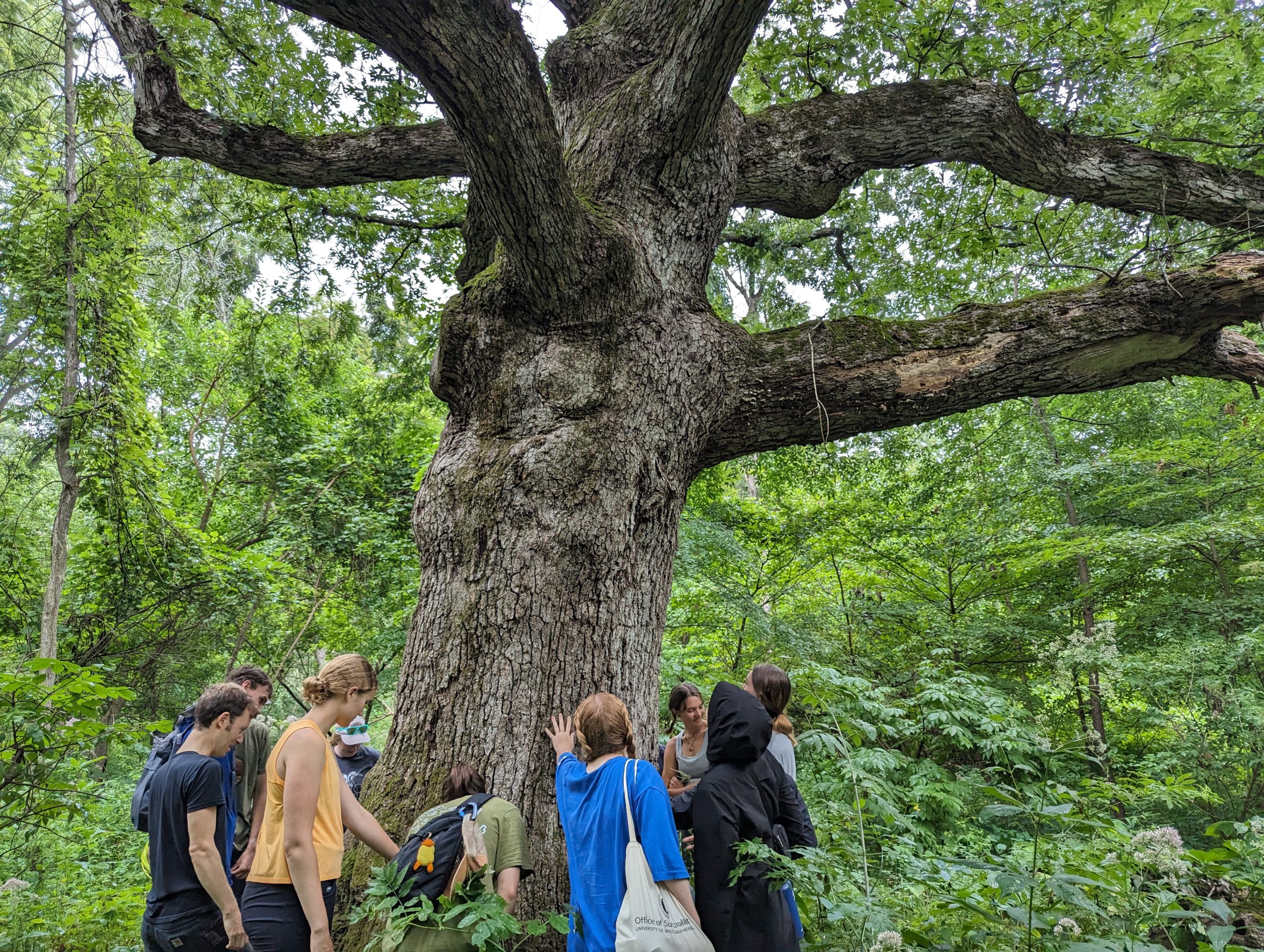 Interns admired an oak tree in the Lakeshore Nature Preserve.