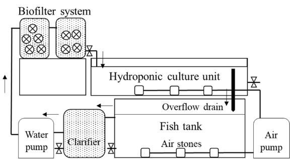 A schematic showing how an aquaponics system works.