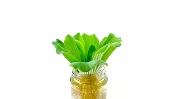 A mason jar with leafy greens