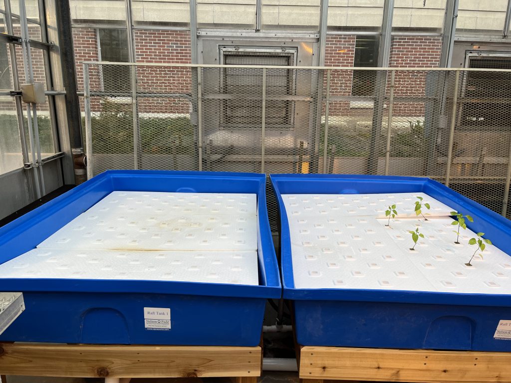 The image shows the hydroponics component of the aquaponics system. There are two large blue bin, each covered with a layer of styrofoam. The bin on the right side has some plants growing on it.