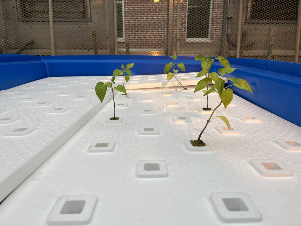 Close up image of the hydroponics component. There is a layer of styrofoam with square shaped holes. Around 3 holes have been filled with a plant transplant.