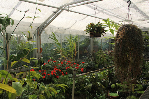 Red flowers and dark green plants growing inside the tropical house in the Botany Greenhouse inside of Birge Hall at the University of Wisconsin–Madison. 