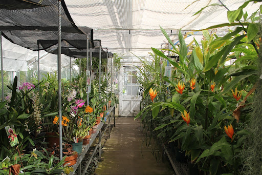 Annual flowering plants growing in the orchid house in the Botany Greenhouse inside of Birge Hall at the University of Wisconsin–Madison. Photo by Emma Erickson.