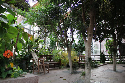 Benches and chairs surrounded by lush greenery in D.C. Smith Greenhouse at the University of Wisconsin–Madison. Photo by Emma Erickson.