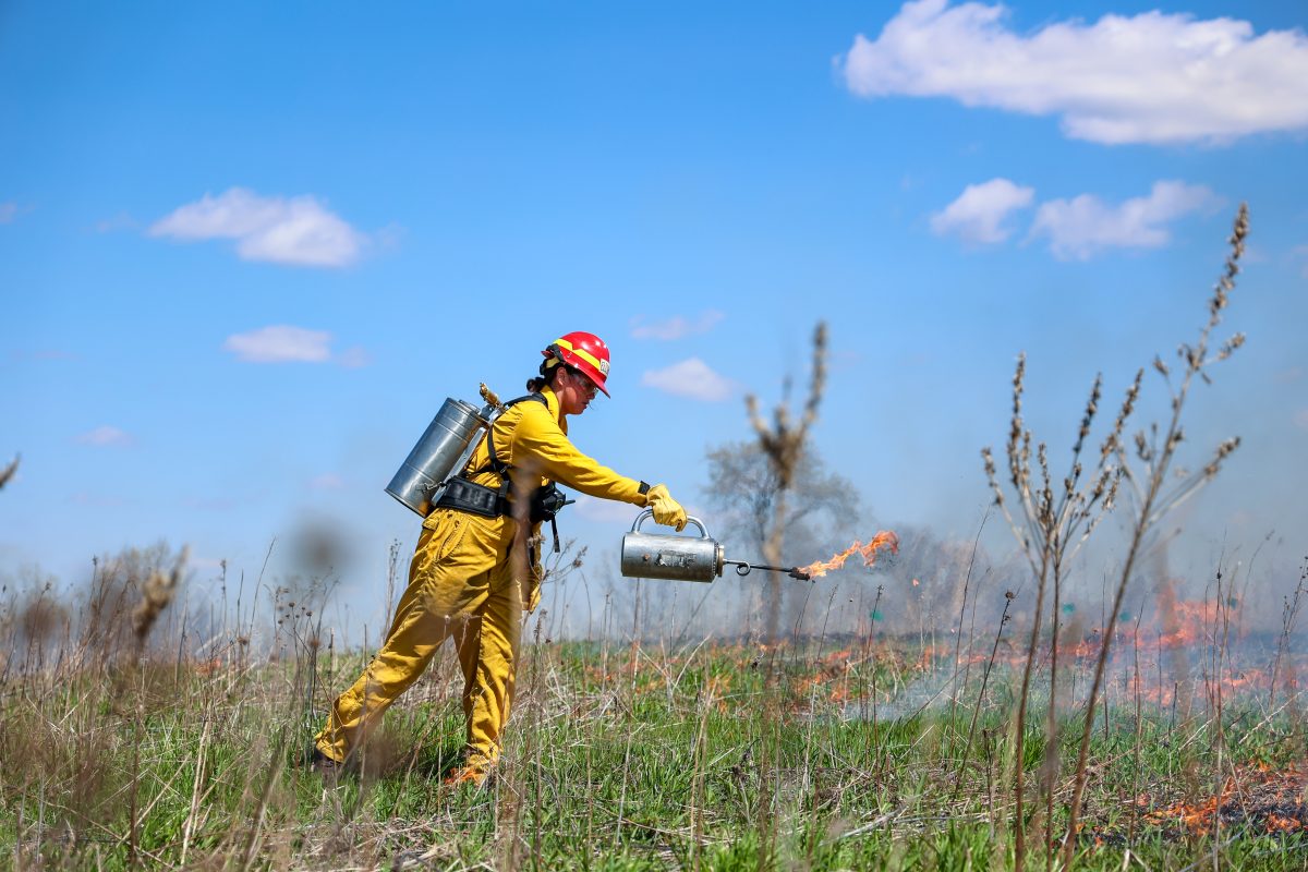 Image of a woman in protective Nomex clothing conducting a prescribed burn at the Biocore Prairie