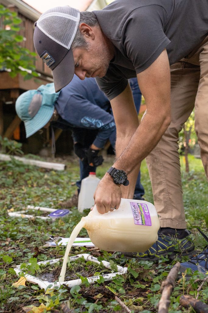 Brad Herrick, and Laurie Yahr (in background), an avid gardener, pour a cloudy mixture of mustard and water  an irritant that encourages invasive jumping worms to surface from the soil. (Photo by Elise Mahon / UWMadison)