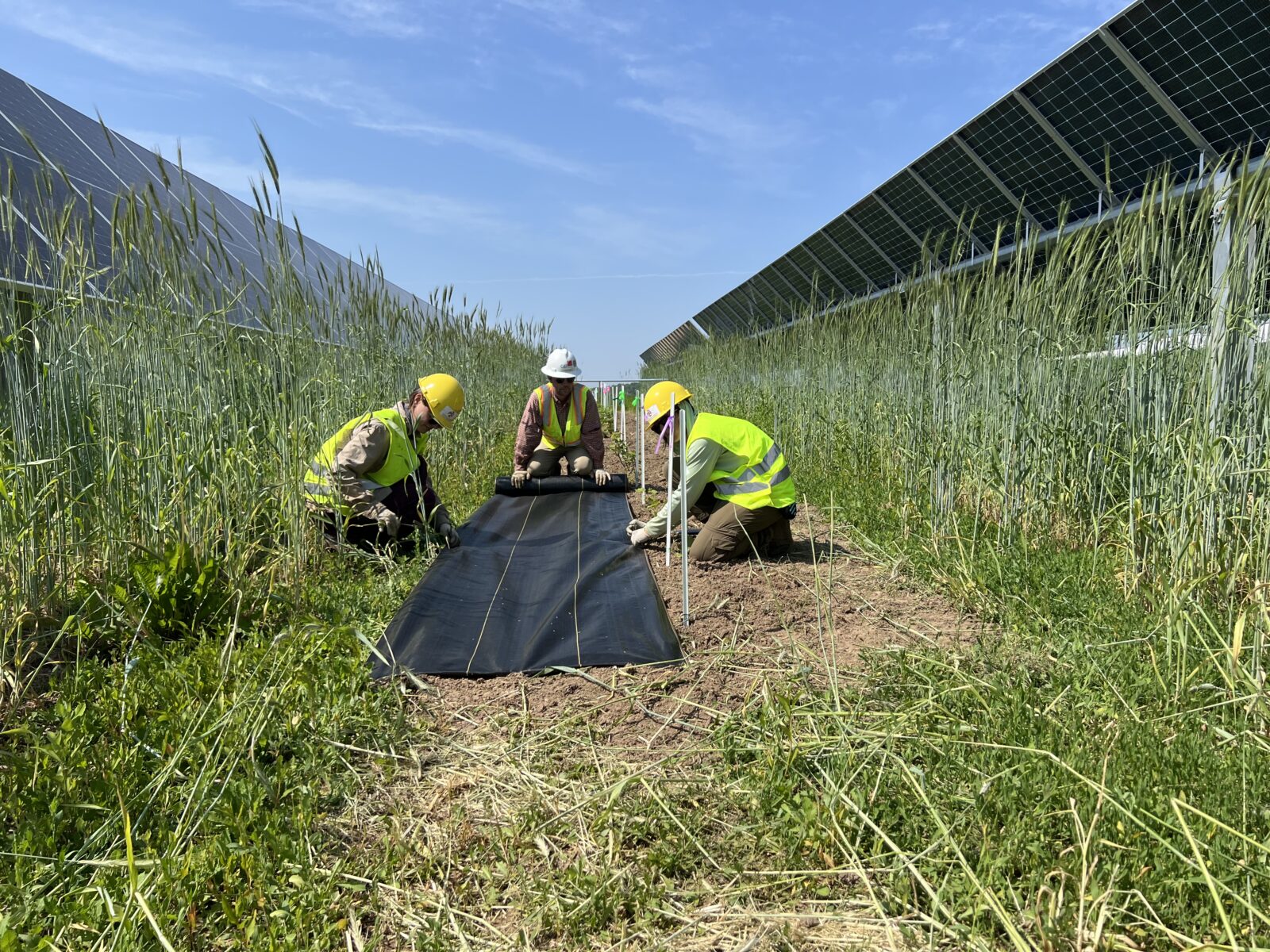  three researchers in personal protective equipment roll a black tarp over a research plot between solar panels in a grassy field