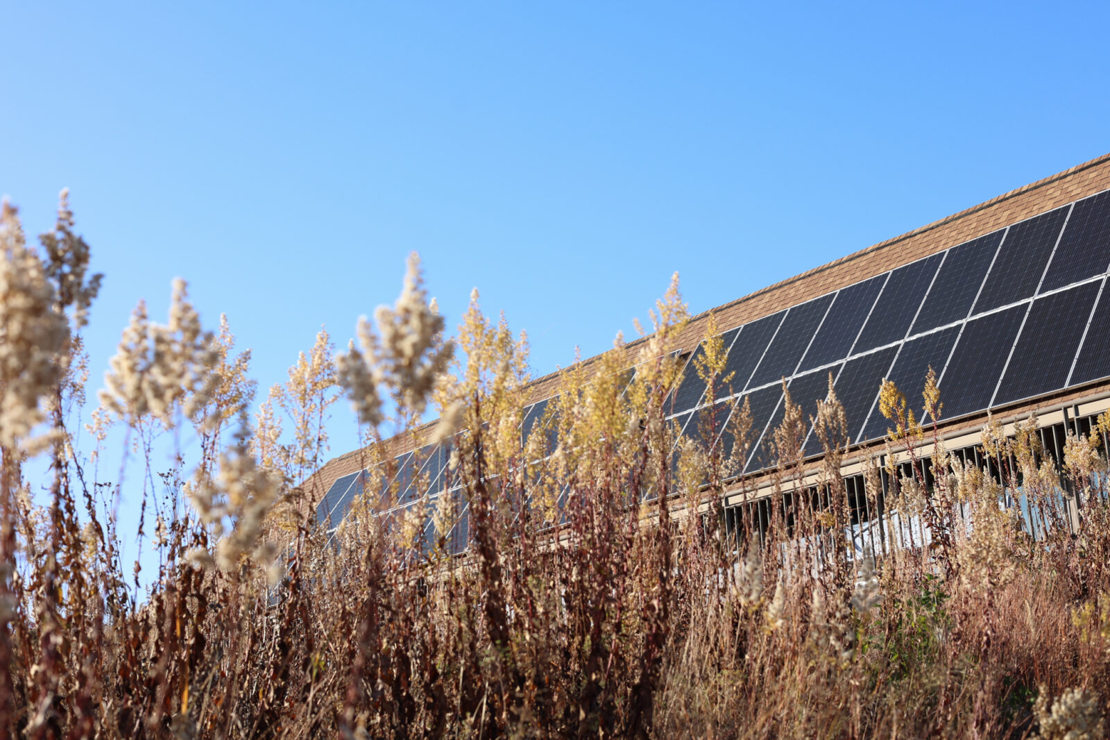 A large solar array spans the width of a roof; there are clear blue skies in the background, and prairie plants in the foreground.